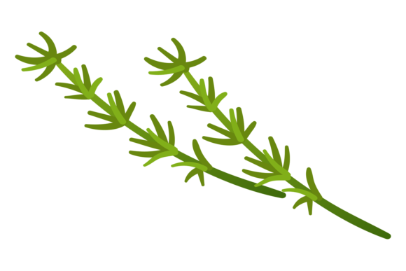Download Thyme Branch. Aroma Herb Icon. Natural P - Icon Collection